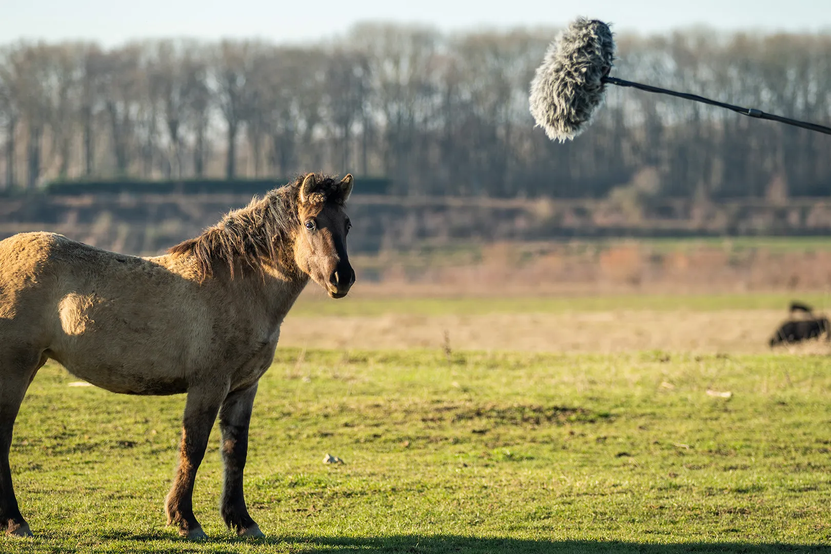 RUW-Dierenstemmen-ZB.jpg