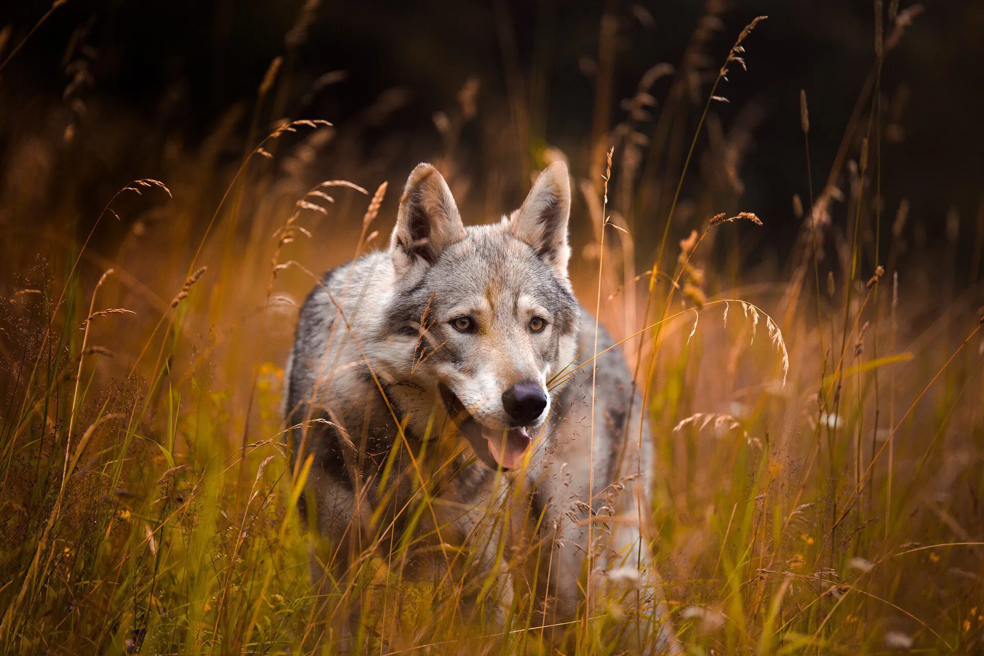 Wolf-RUW.jpg