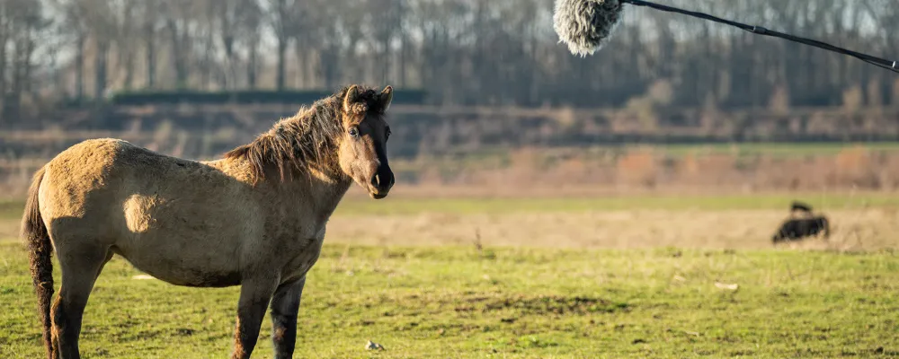 RUW-Dierenstemmen-ZB.jpg