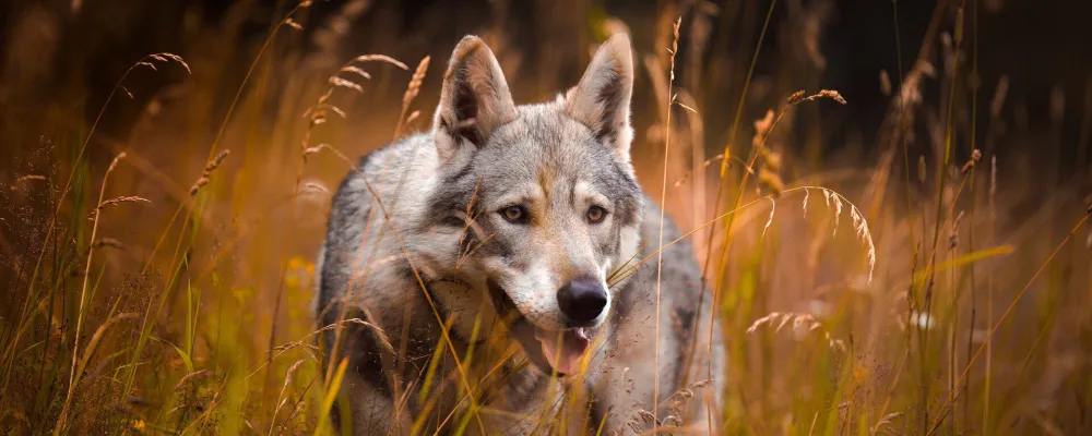 Wolf-RUW.jpg
